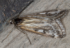 Loxostege indentalis