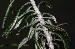 Helichrysum pendulum fontanesii