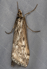 Loxostege indentalis