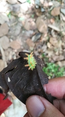Parasa pastoralis