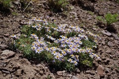 Erigeron barbellulatus