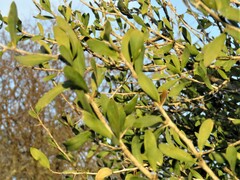 Acanthosyris spinescens