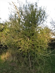 Acanthosyris spinescens