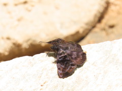 Ebrietas anacreon anacreon