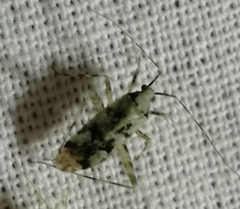Phytocoris tiliae