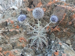 Echinops humilis