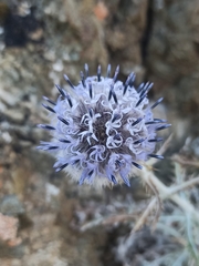 Echinops humilis