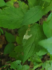 Liriomyza limopsis