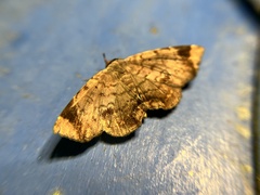 Mecodina albodentata