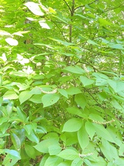 Clethra acuminata