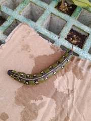 Hyles livornica