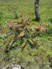 Calycolpus moritzianus