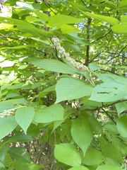 Clethra acuminata