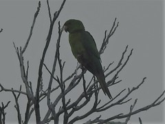 Psittacara holochlorus