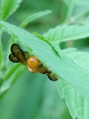 Icterica