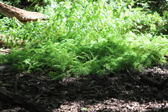 Thelypteris palustris pubescens