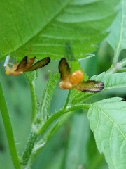 Icterica