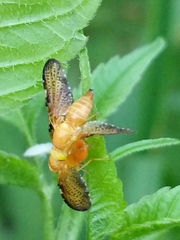 Icterica