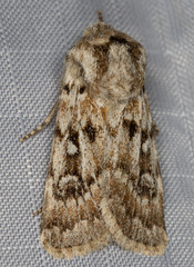 Agrotis longicornis