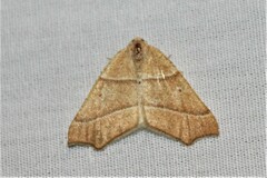 Destutia excelsa
