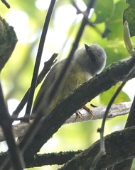 Heleia javanica frontalis