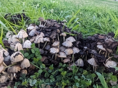 Fungi