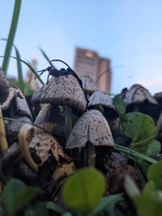 Fungi