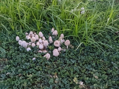 Fungi