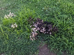 Fungi