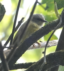 Heleia javanica frontalis
