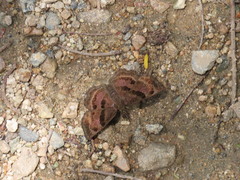 Antigonus funebris
