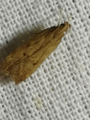 Helcystogramma lutatella