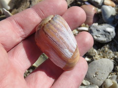 Olivancillaria urceus