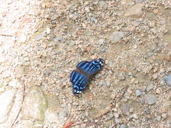 Myscelia ethusa chiapensis