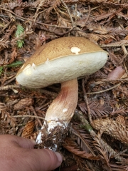 Boletus fibrillosus