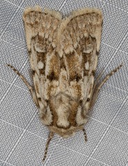 Agrotis longicornis