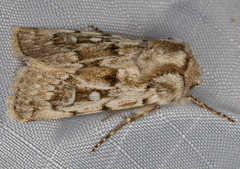 Agrotis longicornis