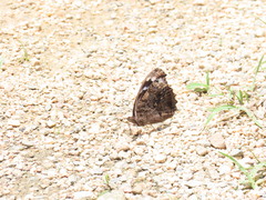 Myscelia ethusa chiapensis