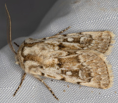 Agrotis longicornis