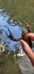 Cambarus chasmodactylus