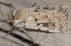 Agrotis longicornis