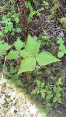 Trillium ovatum