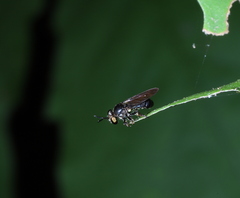 Cerotainia macrocera