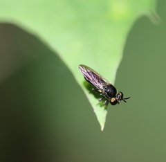 Cerotainia macrocera