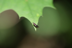 Cerotainia macrocera