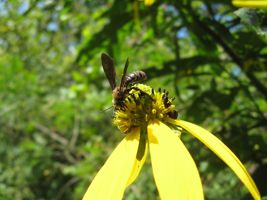 Giant Sweat Bee