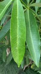 Alstonia scholaris