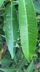 Alstonia scholaris