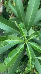 Alstonia scholaris