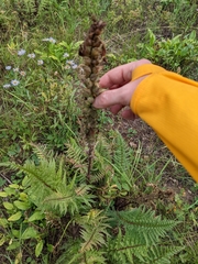 Pedicularis procera